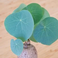 Stephania Venosa Large -Garden Care Store s753278155256112669 p270 i8 w1849