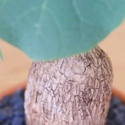 Stephania Venosa Large -Garden Care Store s753278155256112669 p270 i9 w1684