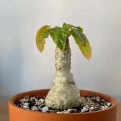 Dorstenia Foetida 7 Dorstenia Foetida -Garden Care Store s753278155256112669 p314 i7 w3024