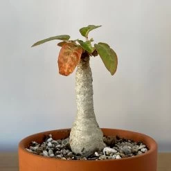 Dorstenia Foetida 6 Dorstenia Foetida -Garden Care Store s753278155256112669 p314 i9 w3024