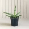 Sansevieria Starfish 4 Inch