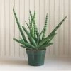 Sansevieria Starfish 6 Inch