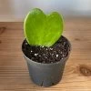 Hoya Kerrii Hearts