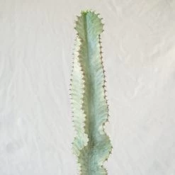 Euphorbia Ammak Variegated -Garden Care Store s753278155256112669 p349 i4 w1024