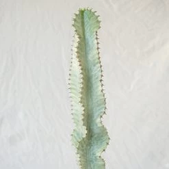 Euphorbia Ammak Variegated -Garden Care Store s753278155256112669 p349 i5 w1024