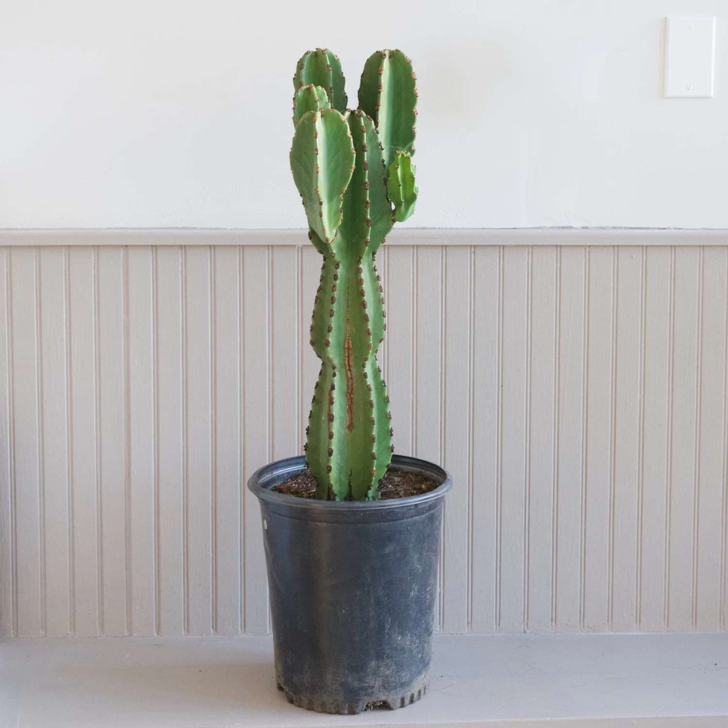 Euphorbia Ingens 1 Euphorbia Ingens