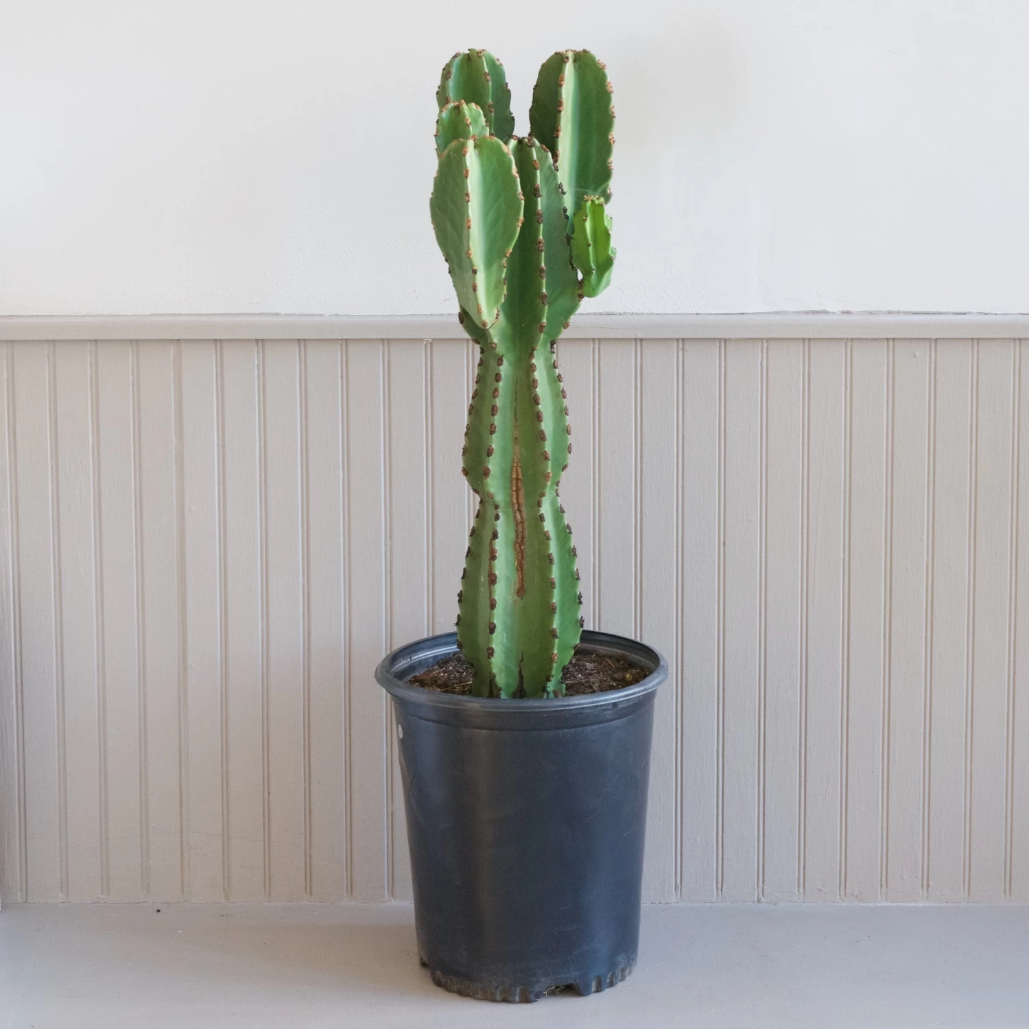 Euphorbia Ingens 2 Euphorbia Ingens - Image 2