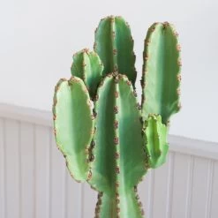 Euphorbia Ingens 7 Euphorbia Ingens -Garden Care Store s753278155256112669 p350 i3 w1965