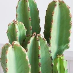 Euphorbia Ingens 8 Euphorbia Ingens -Garden Care Store s753278155256112669 p350 i4 w1914