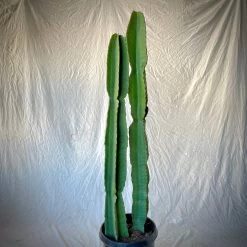 Euphorbia Ingens 9 Euphorbia Ingens -Garden Care Store s753278155256112669 p350 i5 w2703