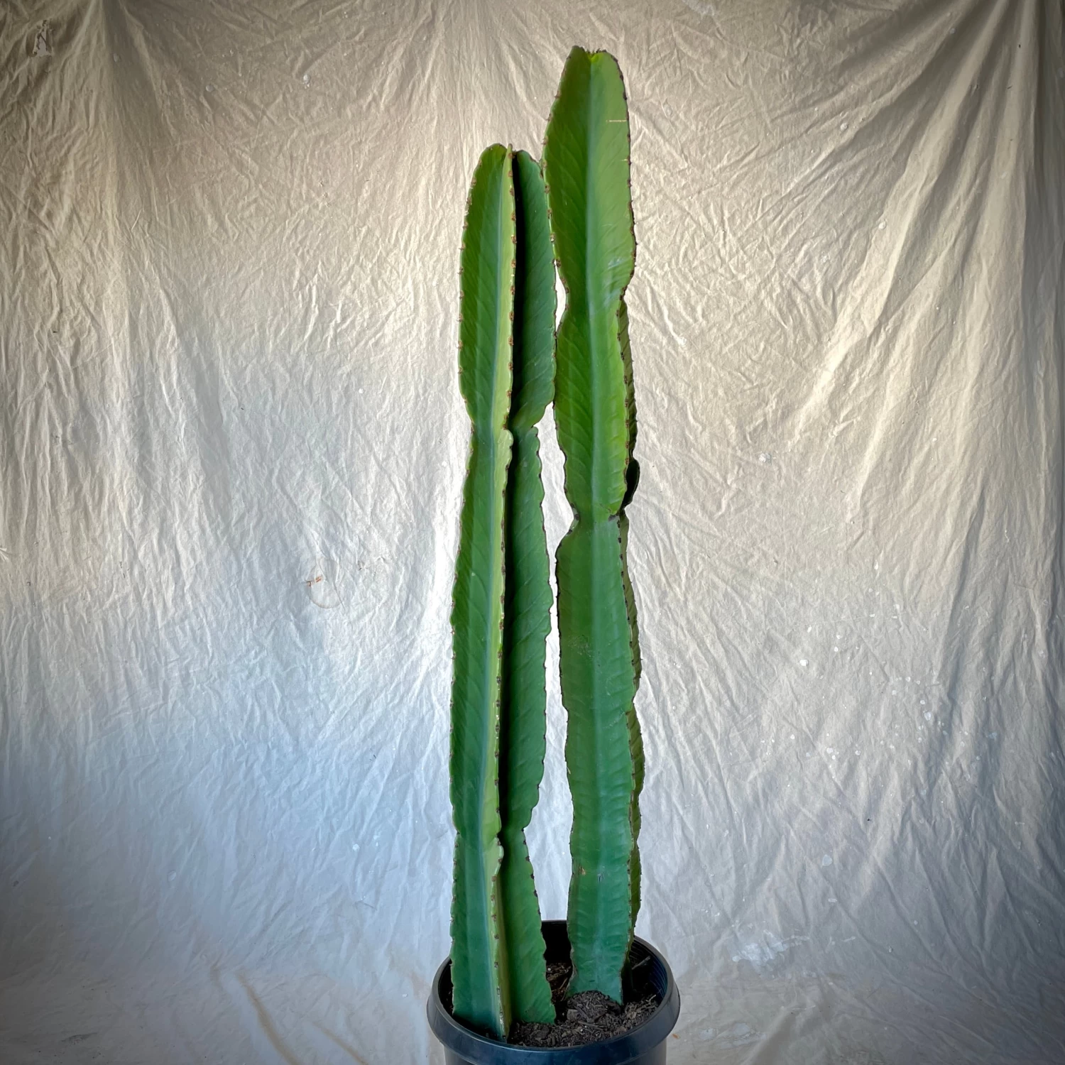 Euphorbia Ingens 5 Euphorbia Ingens - Image 5