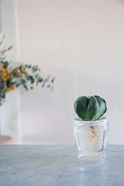 Botanopia Propagation Plate - Large Hole -Garden Care Store s753278155256112669 p356 i3 w1080