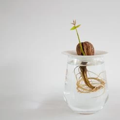 Botanopia Propagation Plate - Large Hole -Garden Care Store s753278155256112669 p356 i5 w1080