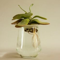 Botanopia Propagation Plate - Large Hole -Garden Care Store s753278155256112669 p356 i7 w1080