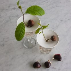 Botanopia Propagation Plate - Small Hole -Garden Care Store s753278155256112669 p357 i12 w1080