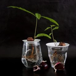 Botanopia Propagation Plate - Small Hole -Garden Care Store s753278155256112669 p357 i2 w1080