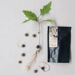 Botanopia Propagation Plate - Small Hole -Garden Care Store s753278155256112669 p357 i4 w1080