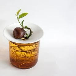 Botanopia Propagation Plate - Small Hole -Garden Care Store s753278155256112669 p357 i8 w1080