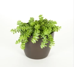 Sedum Morganianum Burros / Donkey Tail