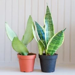 Sansevieria Laurentii