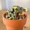 Aloinopsis Schoonesii