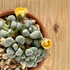 Aloinopsis Schoonesii -Garden Care Store s753278155256112669 p395 i6 w3024