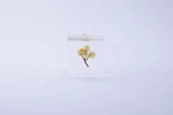 Sola Cube Immortelle 10 Sola Cube Immortelle -Garden Care Store s753278155256112669 p425 i4 w3000