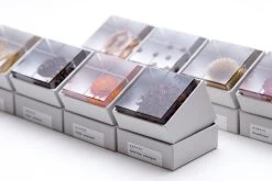 Sola Cube Immortelle 15 Sola Cube Immortelle -Garden Care Store s753278155256112669 p425 i6 w1200