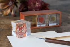 Sola Cube Immortelle 13 Sola Cube Immortelle -Garden Care Store s753278155256112669 p425 i7 w1200