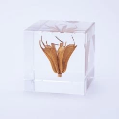 Sola Cube Yellow Fennel Flower