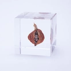 Sola Cube Shell Ginger