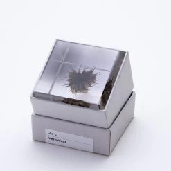 Sola Cube Velvetleaf -Garden Care Store s753278155256112669 p432 i2 w800