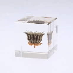 Sola Cube Velvetleaf