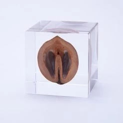 Sola Cube Japanese Walnut