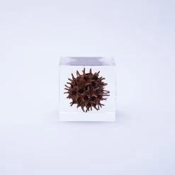 Sola Cube American Sweetgum -Garden Care Store s753278155256112669 p435 i4 w1000