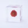 Sola Cube Globe Amaranth