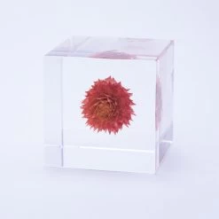 Sola Cube Globe Amaranth