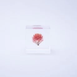 Sola Cube Globe Amaranth -Garden Care Store s753278155256112669 p438 i3 w1000