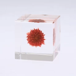 Sola Cube Globe Amaranth -Garden Care Store s753278155256112669 p438 i4 w450