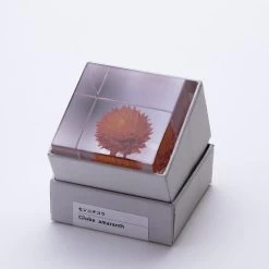 Sola Cube Globe Amaranth -Garden Care Store s753278155256112669 p438 i6 w800