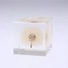 Sola Cube Dandelion