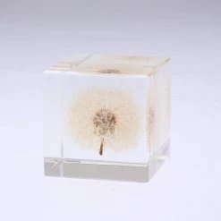 Sola Cube Dandelion