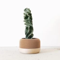 Apple Planter By Minimum Design
