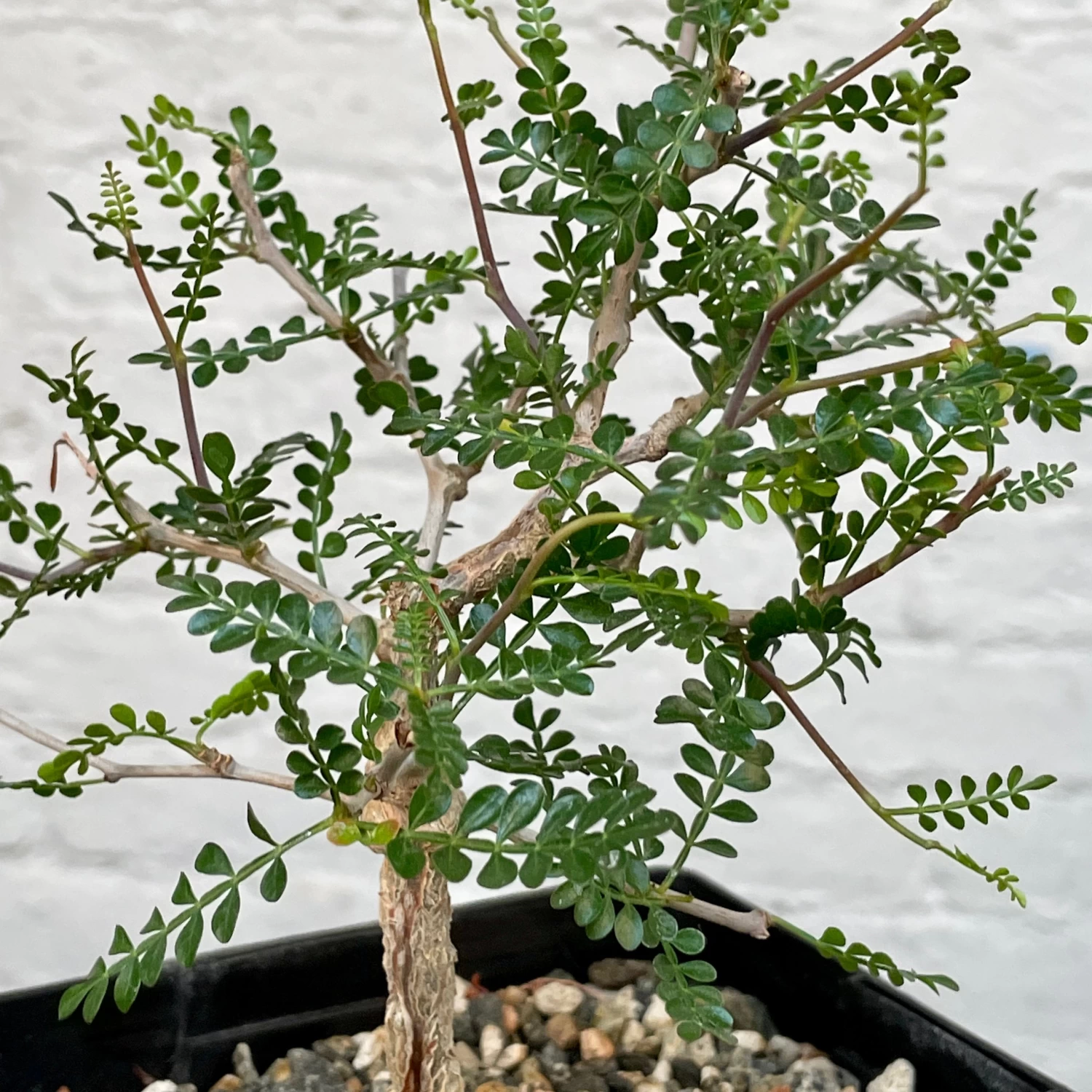 Operculicarya Pachypus 1 Operculicarya Pachypus