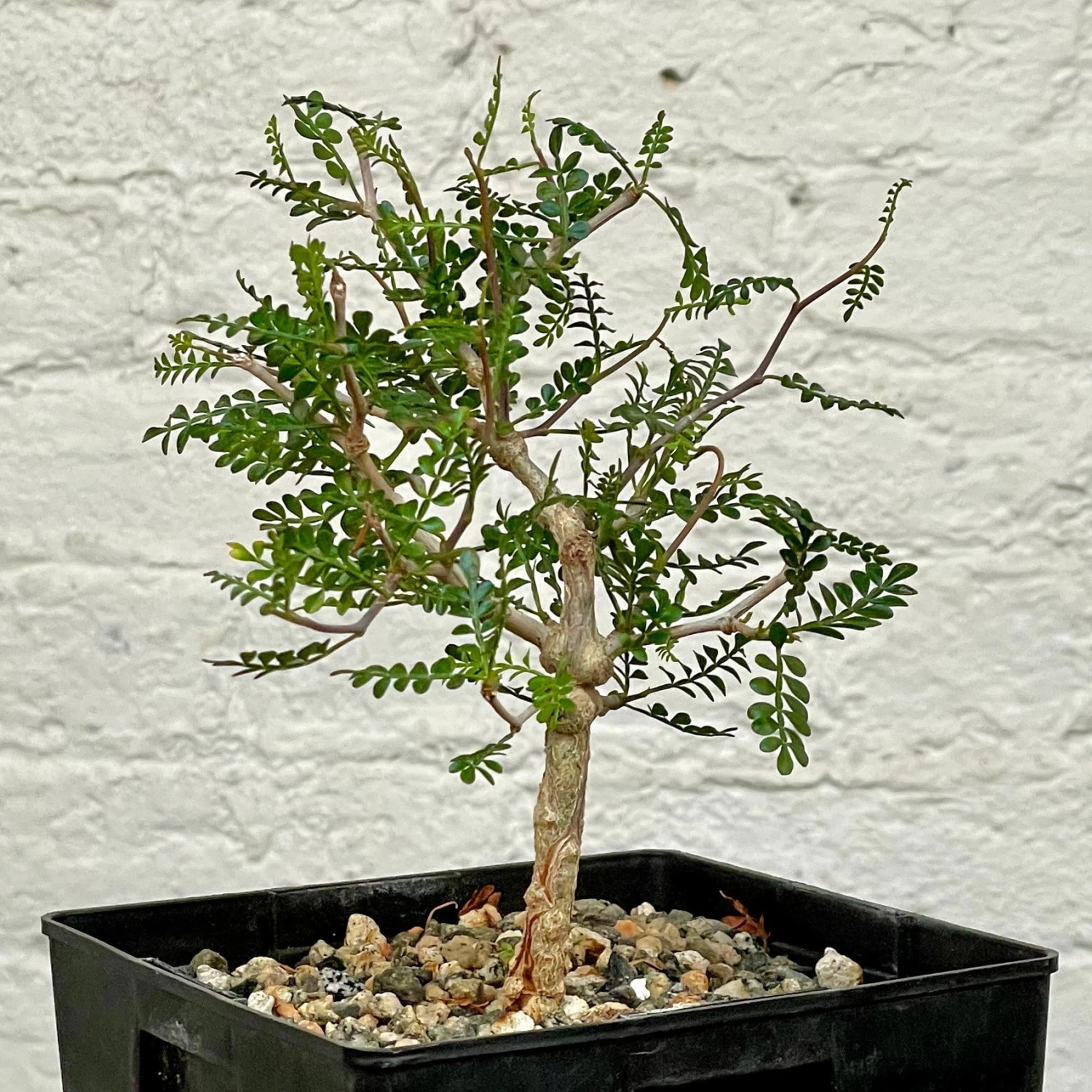 Operculicarya Pachypus 2 Operculicarya Pachypus - Image 2