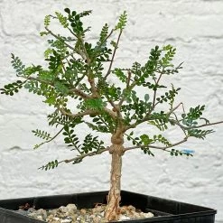 Operculicarya Pachypus 7 Operculicarya Pachypus -Garden Care Store s753278155256112669 p498 i4 w2085