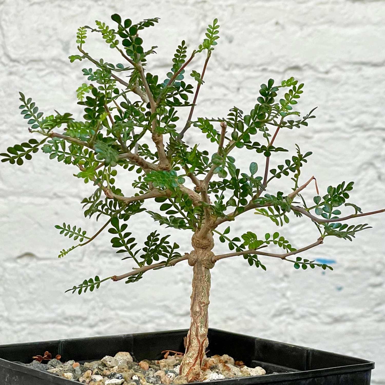 Operculicarya Pachypus 3 Operculicarya Pachypus - Image 3