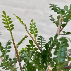 Operculicarya Pachypus 8 Operculicarya Pachypus -Garden Care Store s753278155256112669 p498 i5 w2430