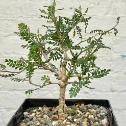 Operculicarya Pachypus 9 Operculicarya Pachypus -Garden Care Store s753278155256112669 p498 i6 w2510