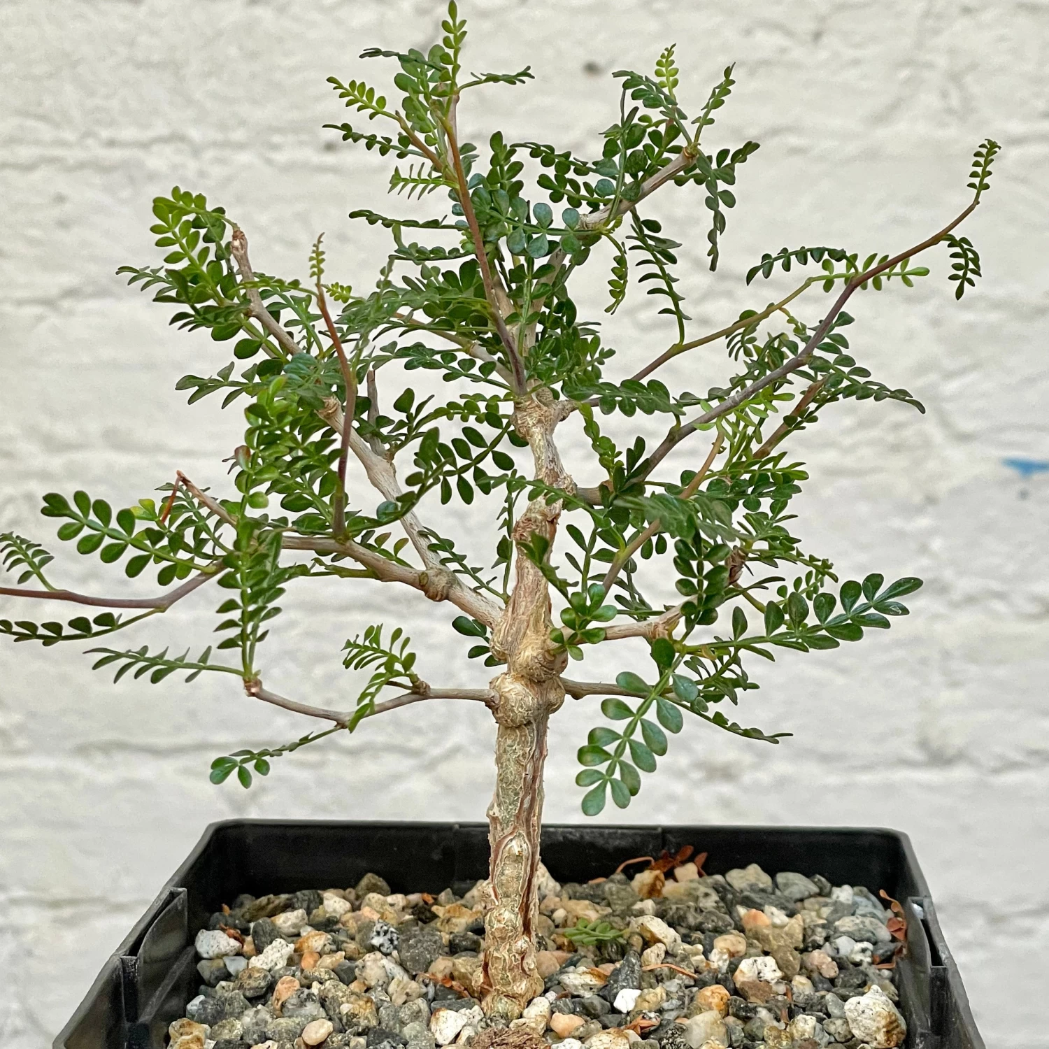 Operculicarya Pachypus 5 Operculicarya Pachypus - Image 5